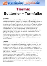 Bullterrier - Turmfalke.pdf